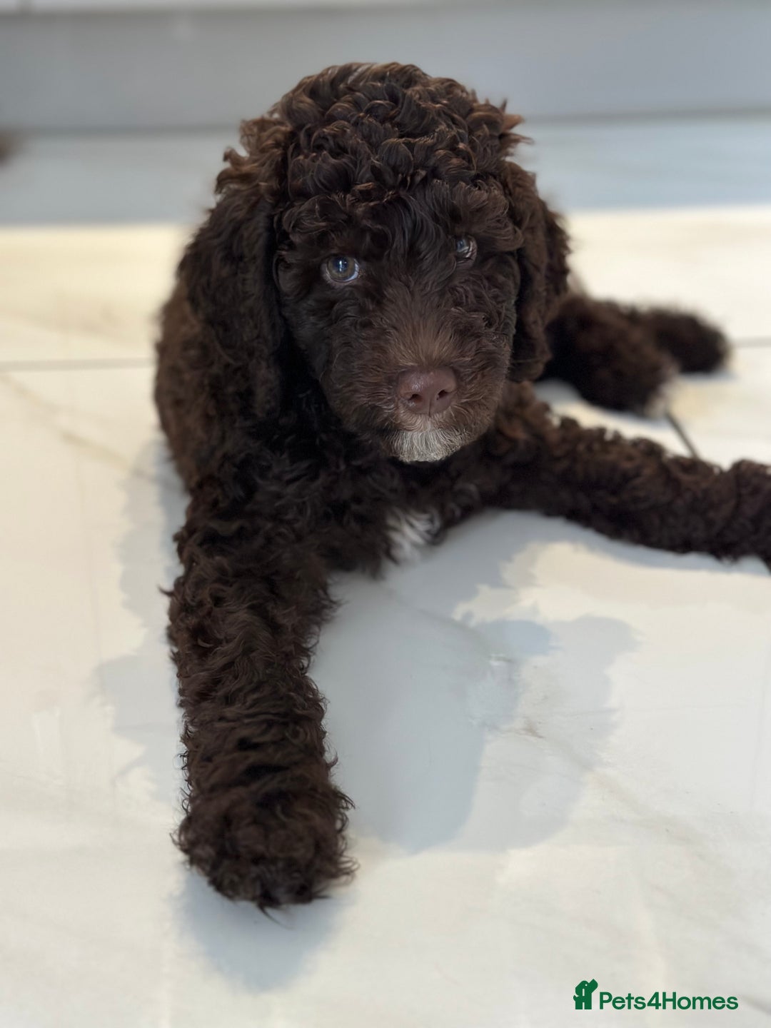 Mixed Breed dogs for sale: Goldendoodle/Australian double doodles  - Image 19