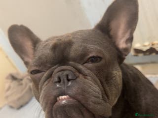 French Bulldog dogs I have a blue french bulldog forsale - Advert 1