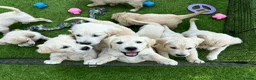 Golden Retriever dogs for sale: Royal Cream Golden Retriever Puppies🤍 🐶 🐾 - Advert 1