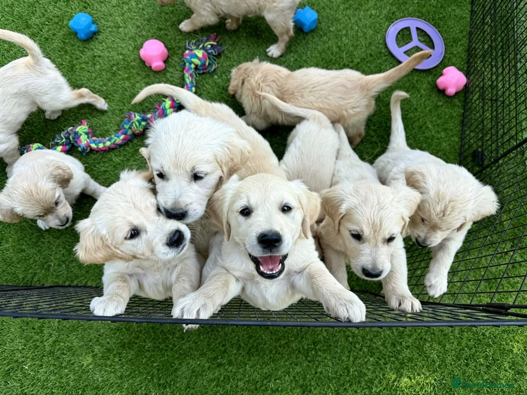 Golden Retriever dogs for sale: Royal Cream Golden Retriever Puppies🤍 🐶 🐾 - Advert 1
