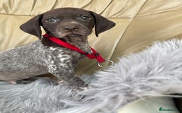 German Shorthaired Pointer dogs for sale: German shorthaired pointer boys and girls  - Image 6