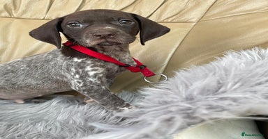 German Shorthaired Pointer dogs - Advert 2