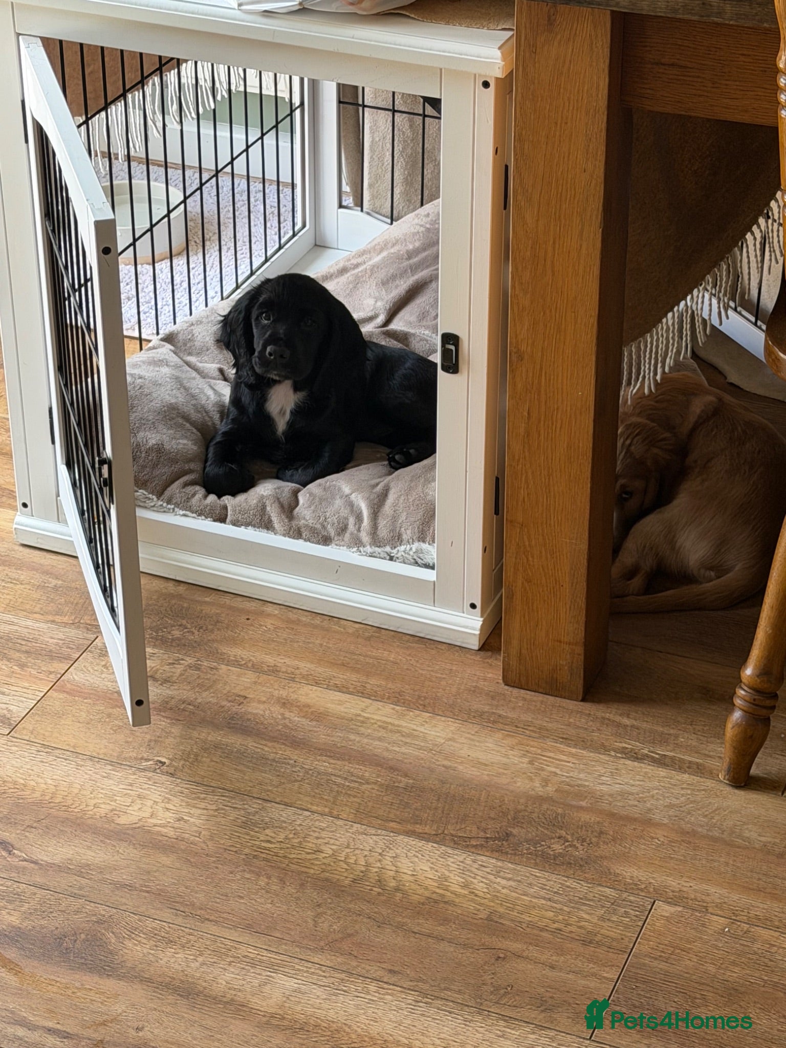 Cocker Spaniel dogs Golden & Black Cocker Spaniel Pups – KC Registered - Advert 2