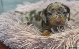 Miniature Dachshund dogs for sale: Adorable miniature dachshund  - Image 8