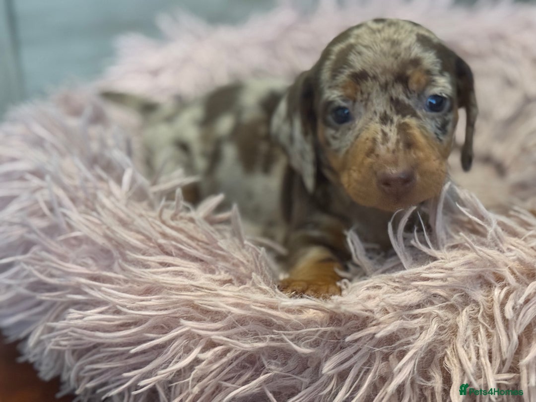 Miniature Dachshund dogs for sale: Adorable miniature dachshund  - Image 8