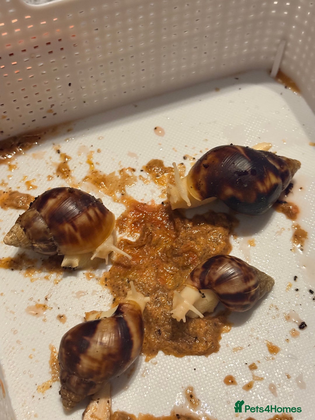 Snails invertebrates for sale: Giant African Land Snails - Advert 1