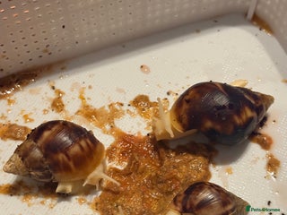 Snails invertebrates Giant African Land Snails - Advert 1