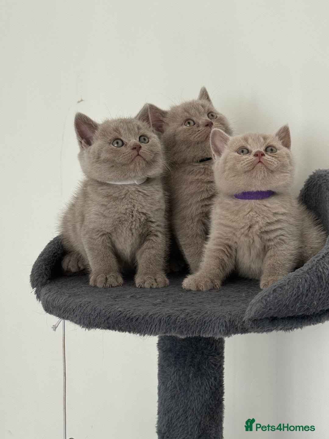 British Shorthair cats for sale: British shorthair kittens  - Image 9
