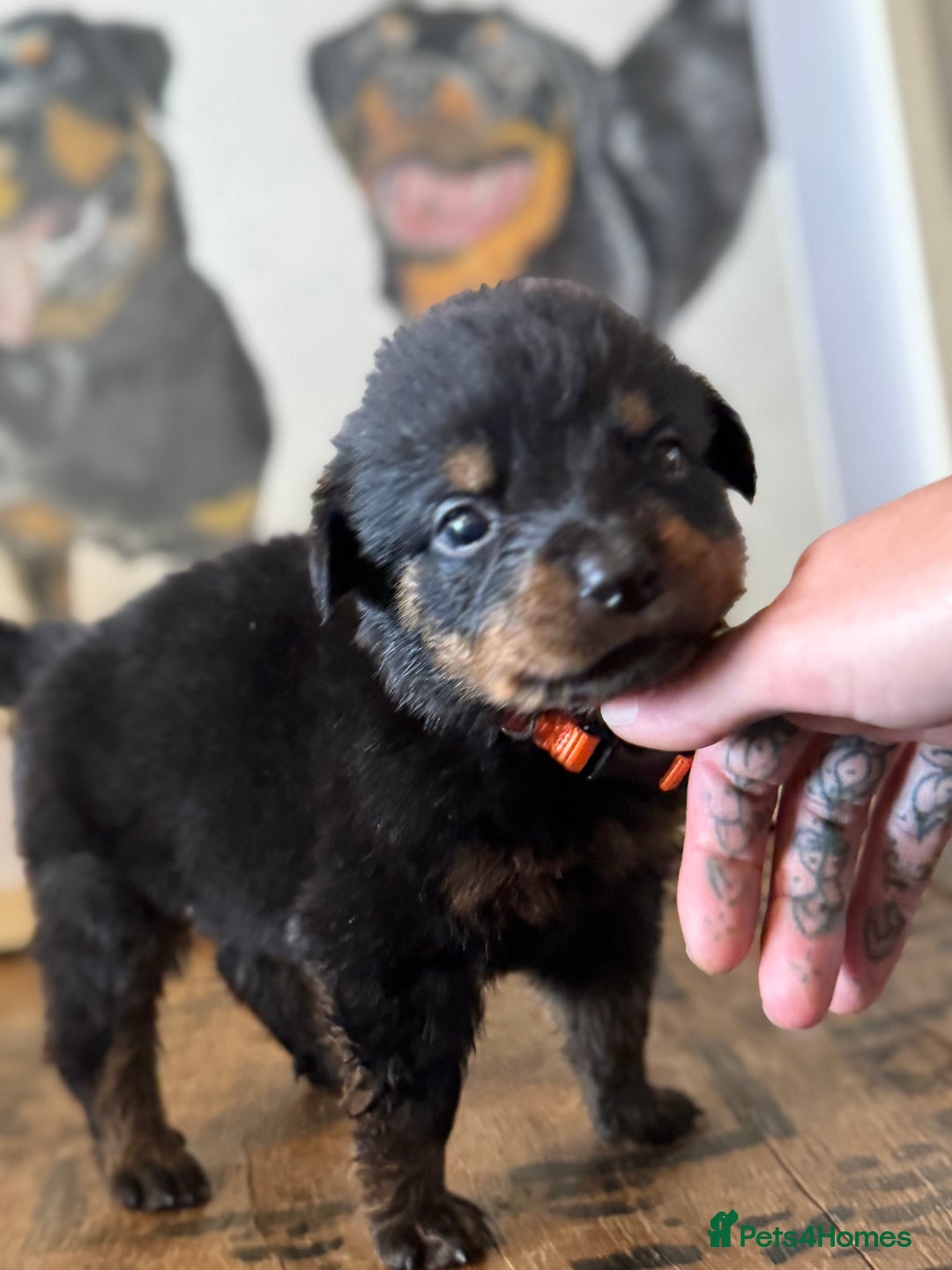 Rottweiler dogs for sale: LAST PUPS REMAINING. READY TO LEAVE  - Image 17