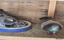 Pigeons birds for sale: Baby and adult racing Pigeons  - Image 21