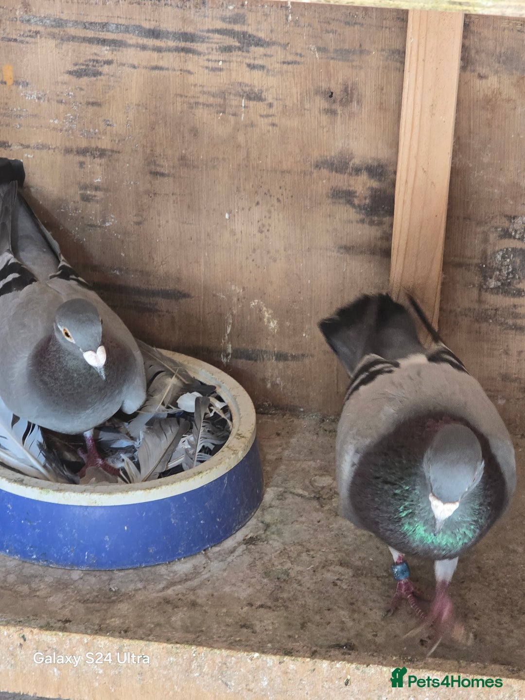 Pigeons birds for sale: Baby and adult racing Pigeons  - Image 21