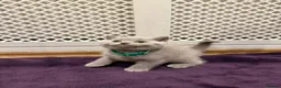 British Shorthair cats for sale: Chunky British shorthair kitten  - Advert 7
