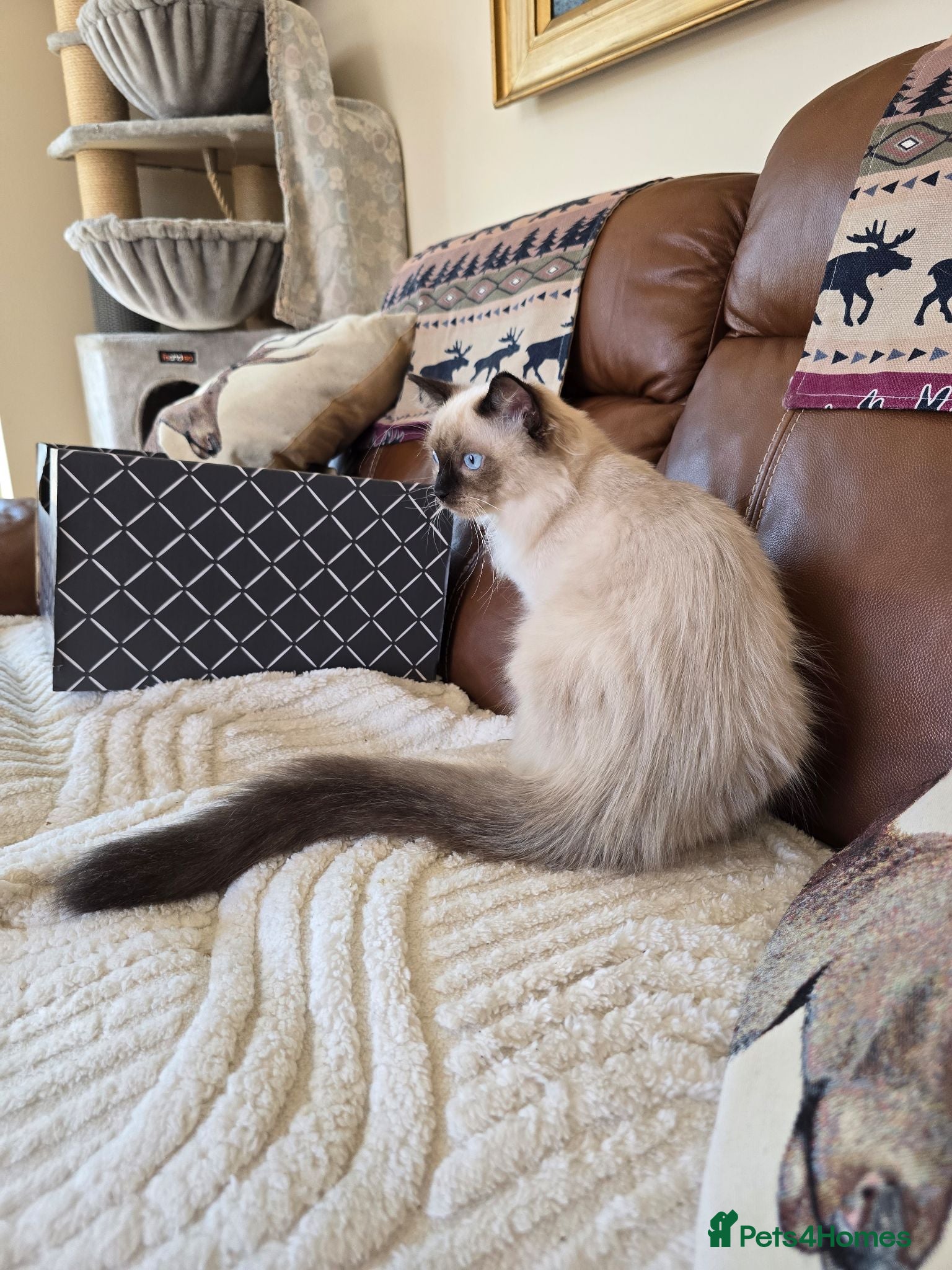 Ragdoll cats Fully Vaccinated, Microchipped, Insured Ready Now  - Advert 2
