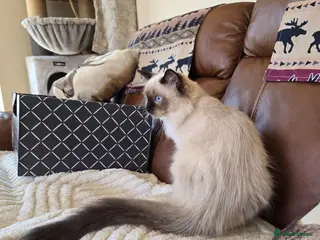 Ragdoll cats Fully Vaccinated, Microchipped, Insured Ready Now - Advert 2