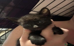 Mixed Breed cats for sale: Mixed kittens for sale  - Image 6