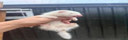 Ferret rodents for sale: Male ferret half micro black eyed  - Advert 2