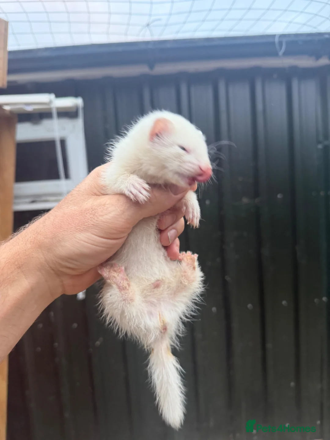 Ferret rodents for sale: Male ferret half micro black eyed  - Advert 2