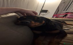 Rottweiler dogs for sale: 2yr old female rottweiler - Advert 2