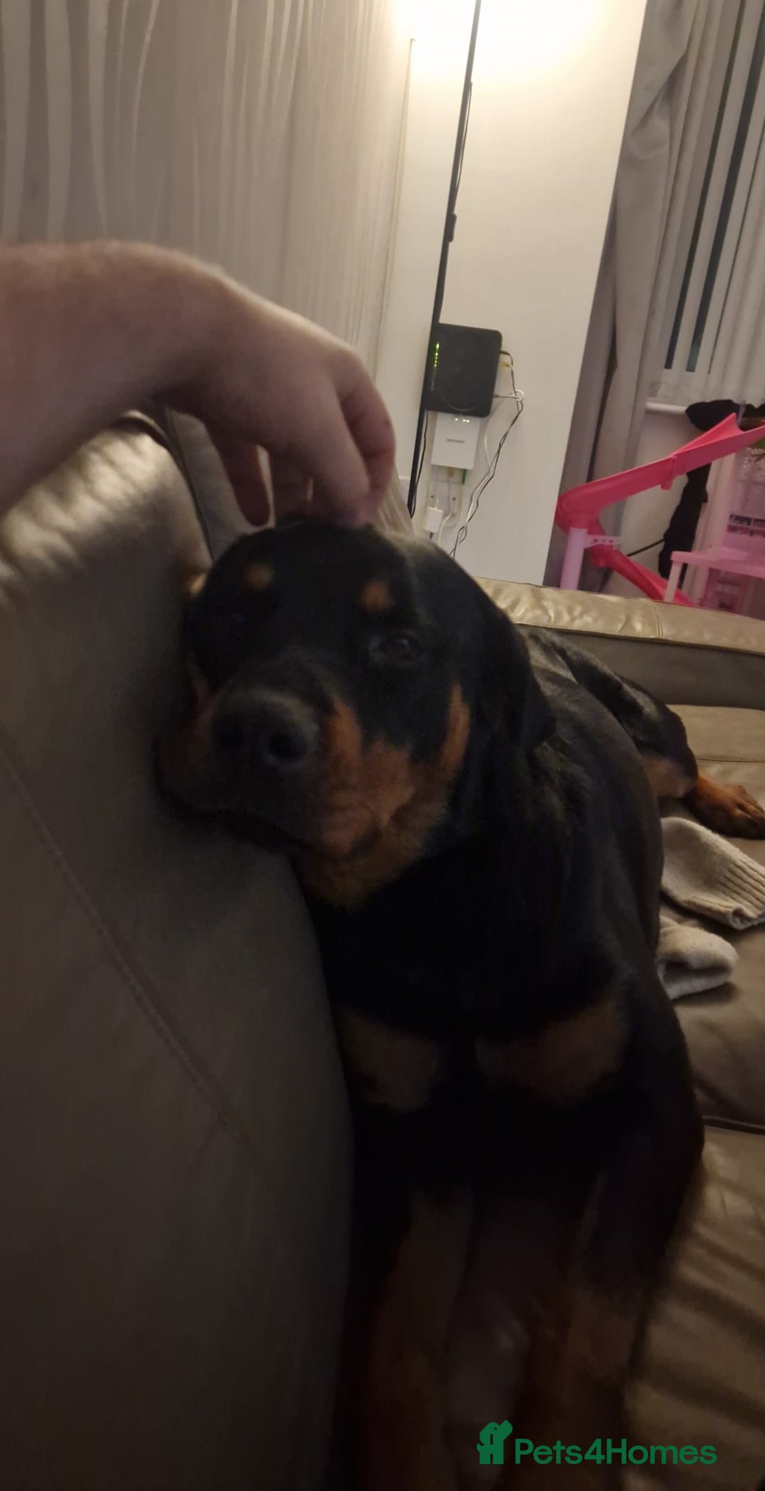 Rottweiler dogs for sale: 2yr old female rottweiler - Advert 2