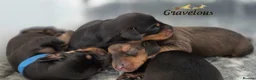 Dachshund dogs for sale: KC Registered Standard Smooth Haired Pups - Advert 2