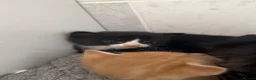 Mixed Breed cats for sale: Beautiful kittens for sale  in Bedford - Advert 13