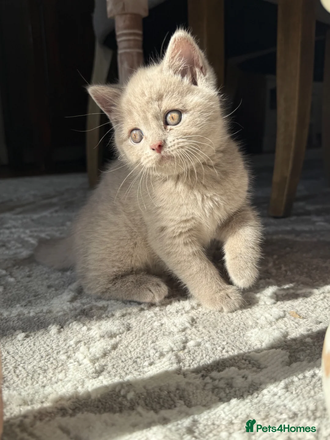 British Shorthair cats for sale: British Shorthair Lilac Male  in Woodhall Spa - Advert 2