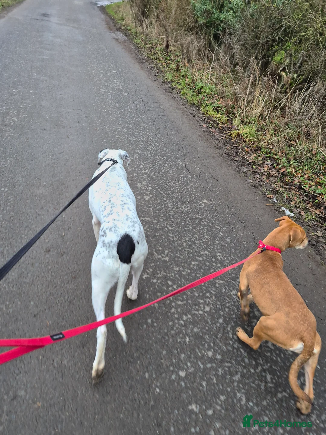 Mixed Breed dogs for sale: Pickett lurcher x bull male 8 month in Pickering - Advert 3