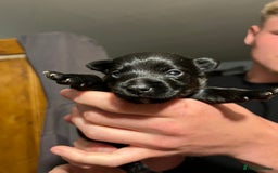 Patterjack dogs for sale: Patterjack Puppy  - Image 2