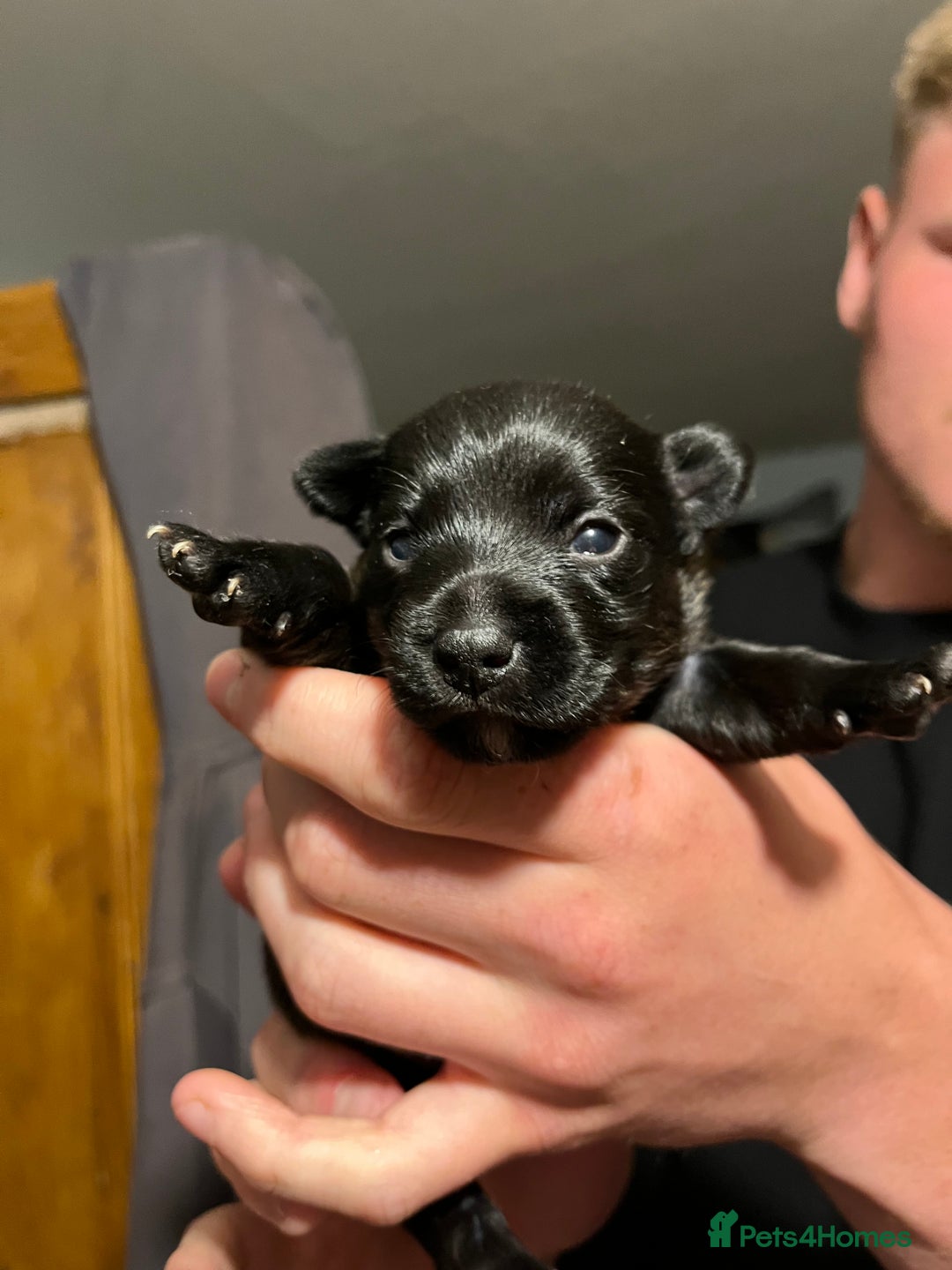 Patterjack dogs for sale: Patterjack Puppy  - Image 2