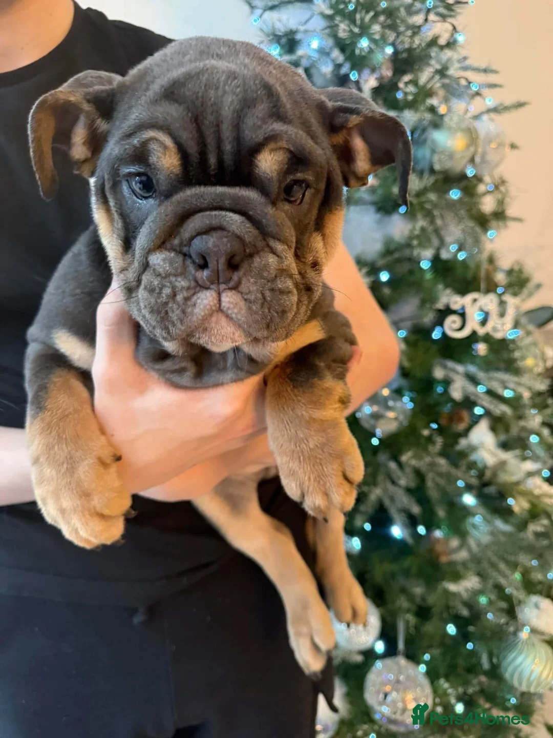 English Bulldog dogs for sale: English bulldog litter due soon 🐾 in Glasgow - Advert 2