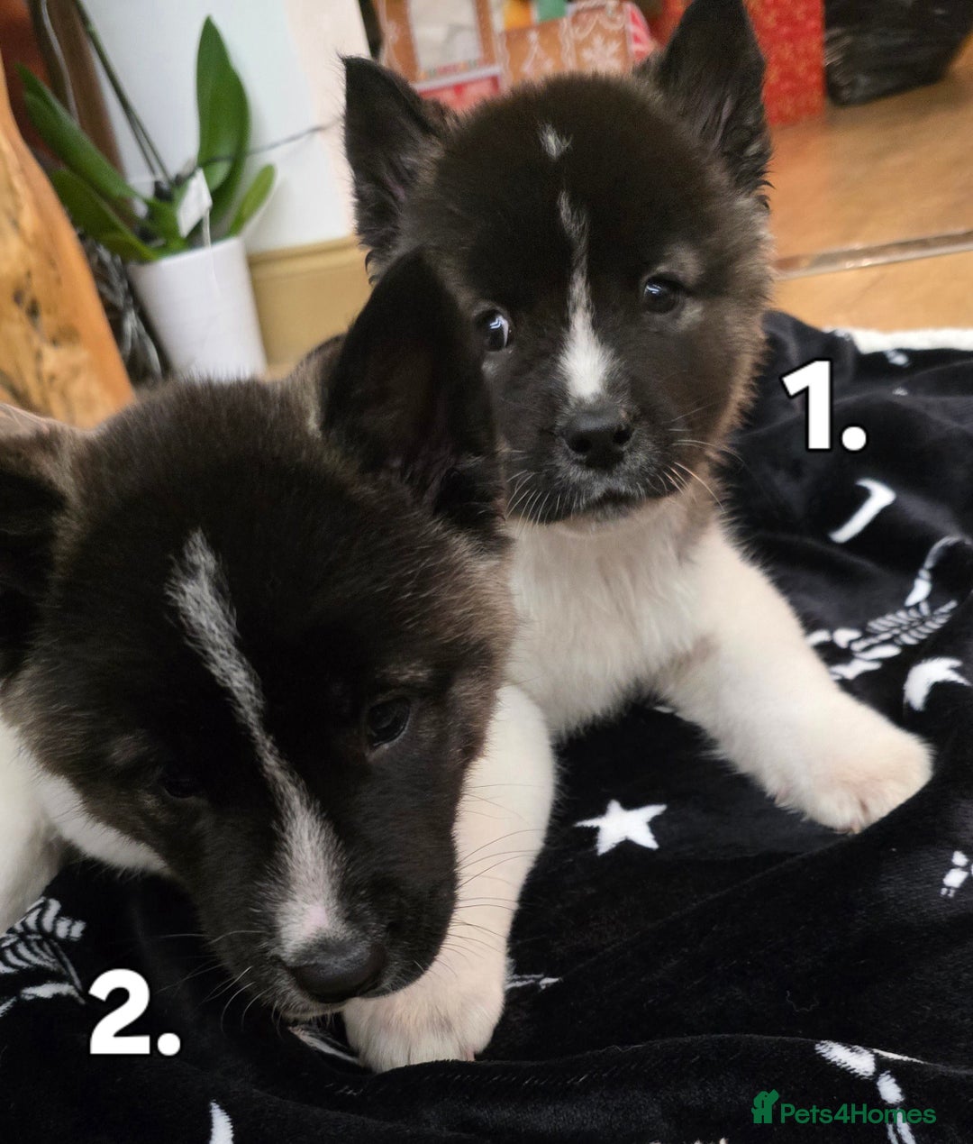 Akita dogs for sale: Gorgeous American Akita Pups for Sale - Advert 11