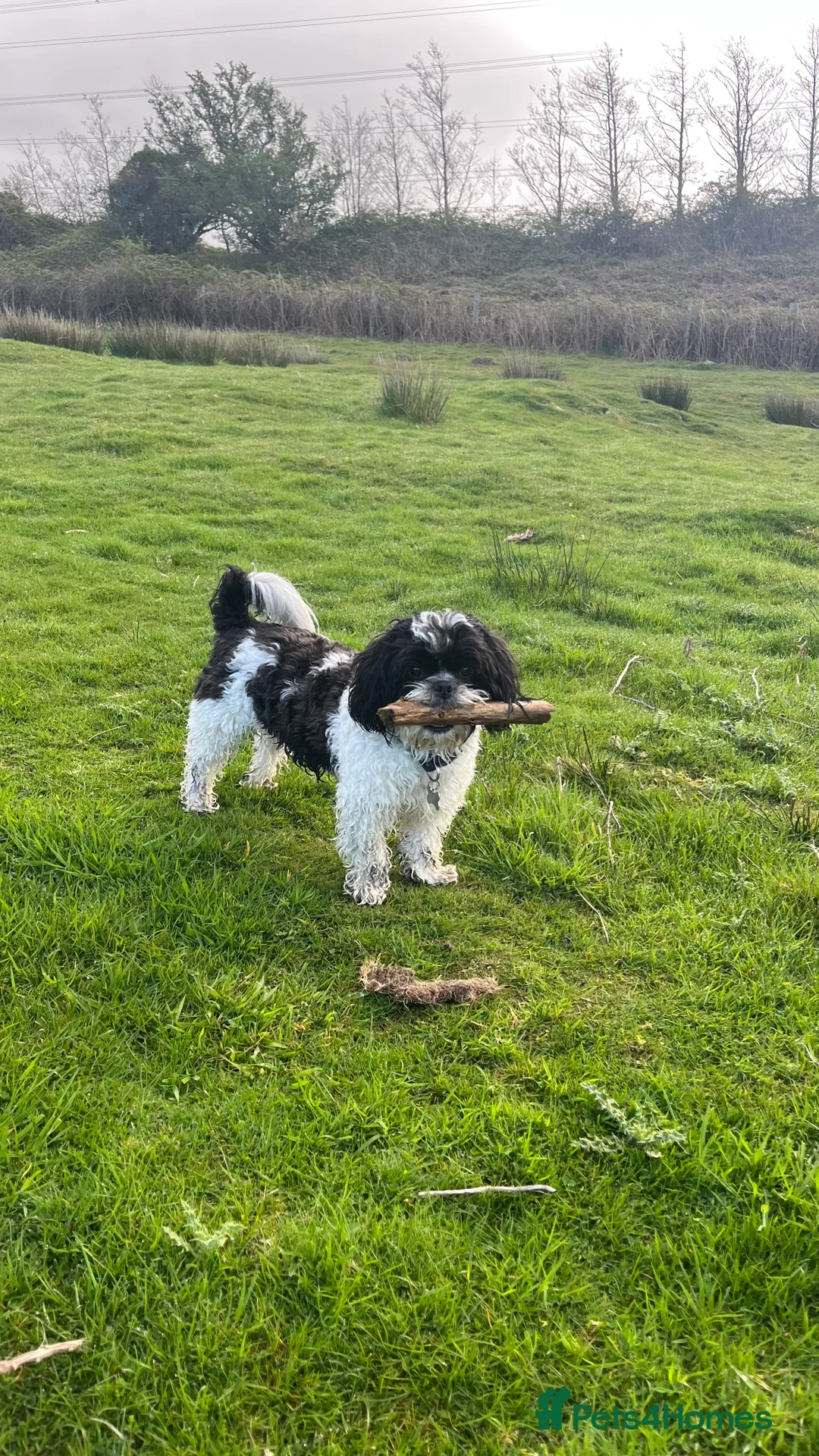 Shih Tzu dogs for stud: Alffi Our Family ShihTzu is Available for Stud. in Caernarfon - Advert 8