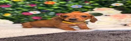Dachshund dogs for sale: Standard Dachshund Puppies - READY NOW - Advert 10