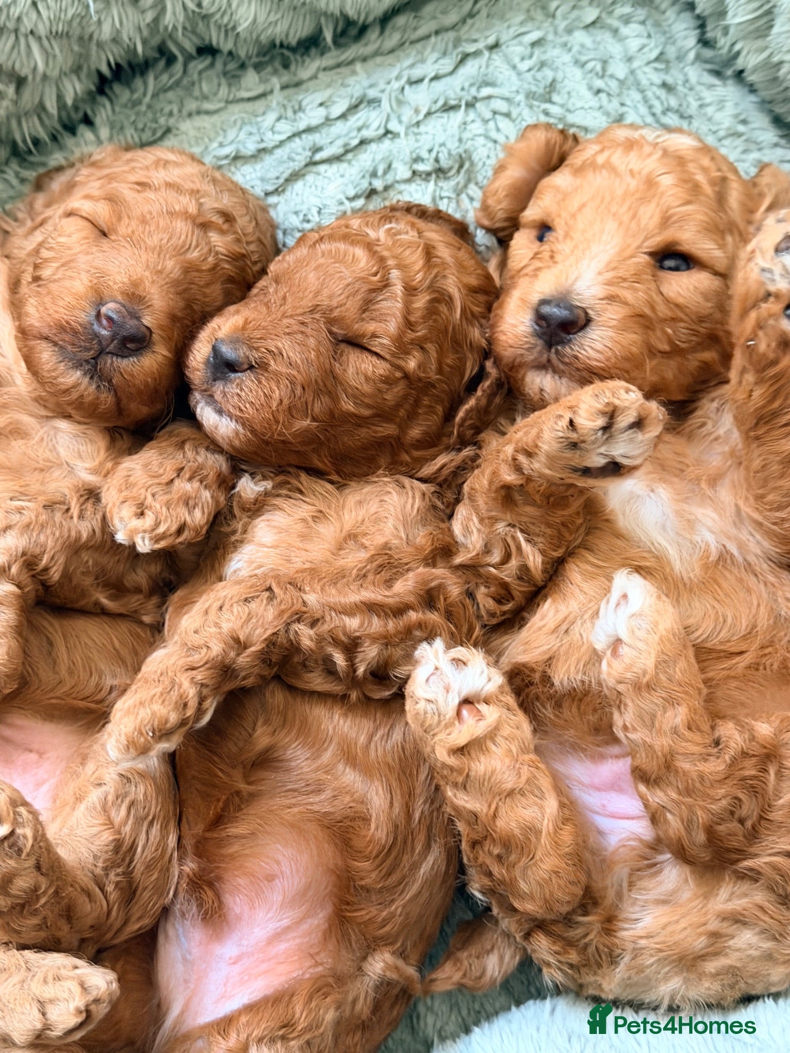 Miniature Poodle dogs Kc gorgeous red mini Poodle 5 gen pedigree  - Advert 11