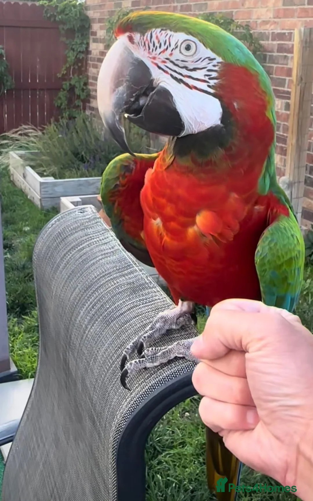 Macaws birds for sale: Tame Rare harlequin macaw  in Stratford-upon-Avon - Advert 4