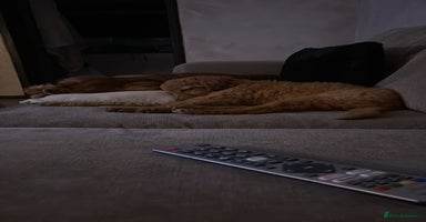 Mixed Breed dogs - Advert 12
