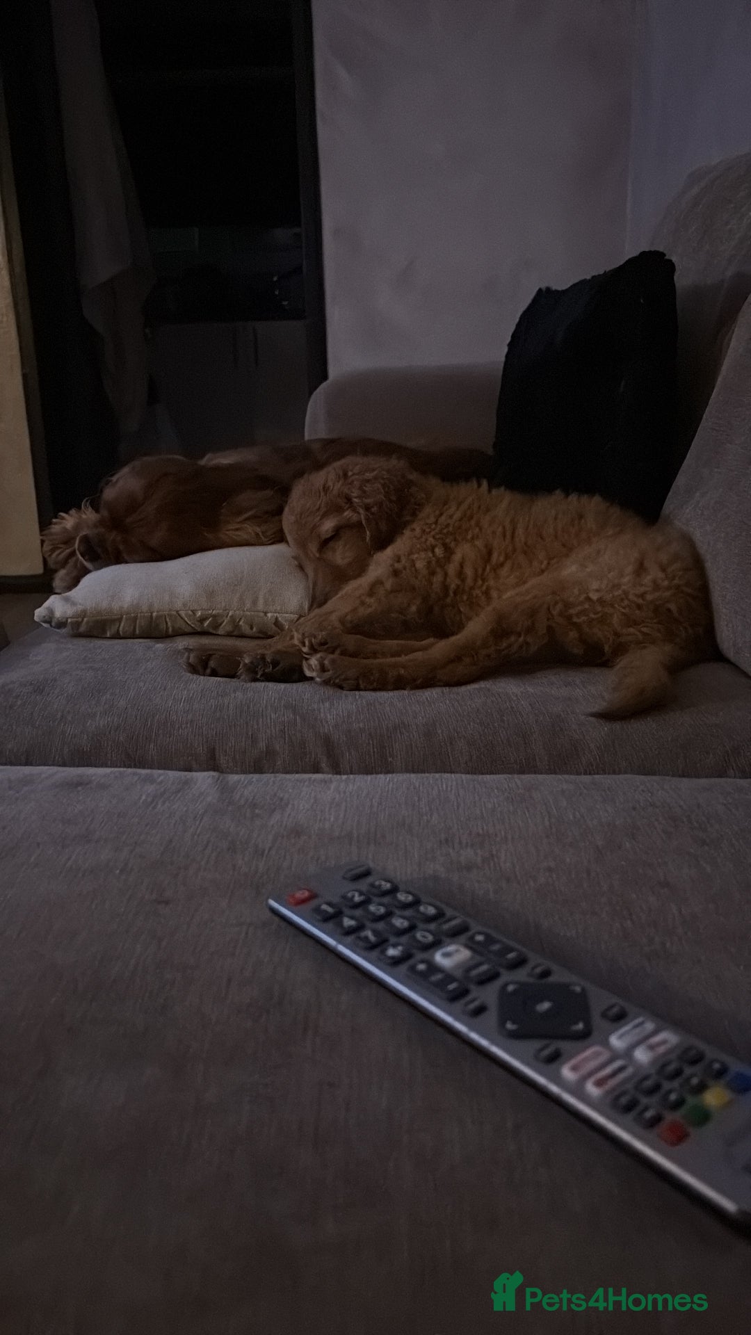 Mixed Breed dogs for sale: Cavapoo puppies  - Image 2