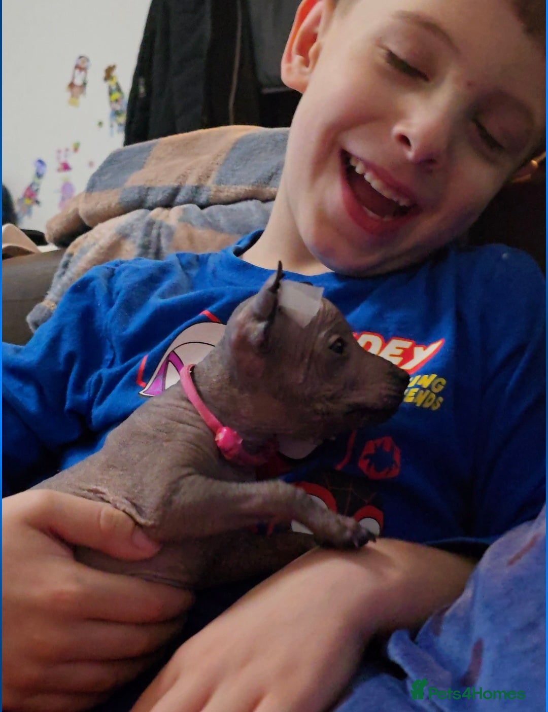 Mexican Hairless dogs for sale: Kc registered Xoloitzcuintle miniature puppies  - Advert 16