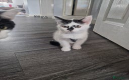 Mixed Breed cats for sale: 2 beautiful kittens  - Image 6