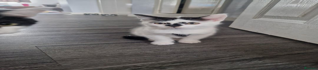 Mixed Breed Kitten 2