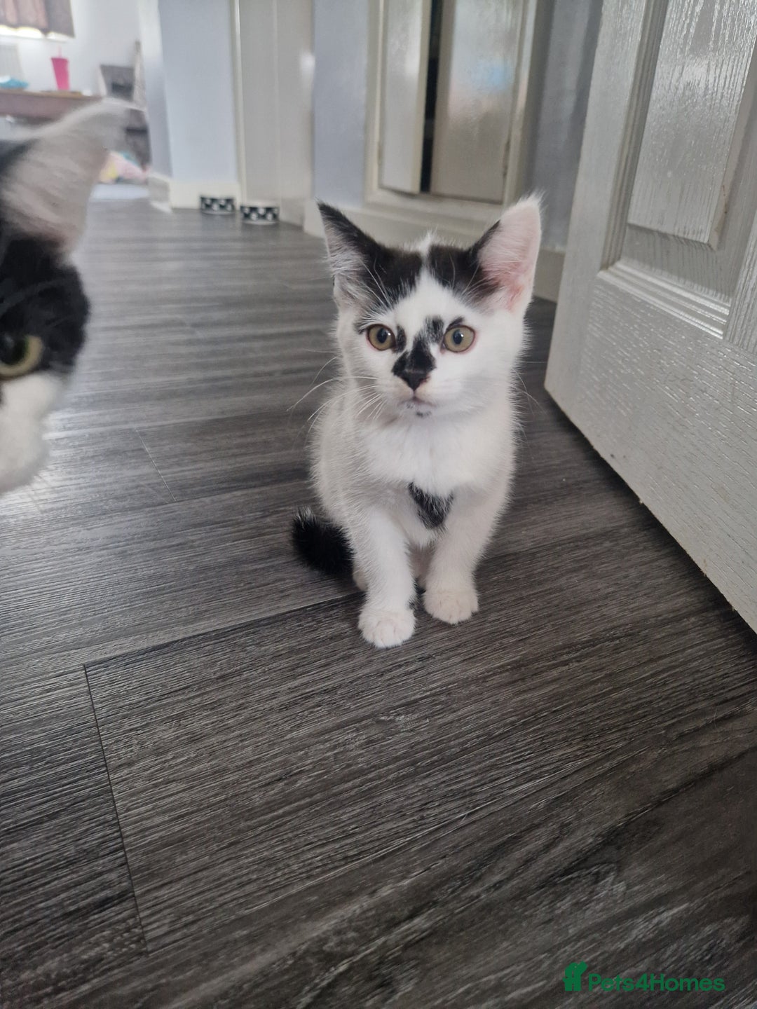 Mixed Breed cats for sale: 2 beautiful kittens  - Image 6