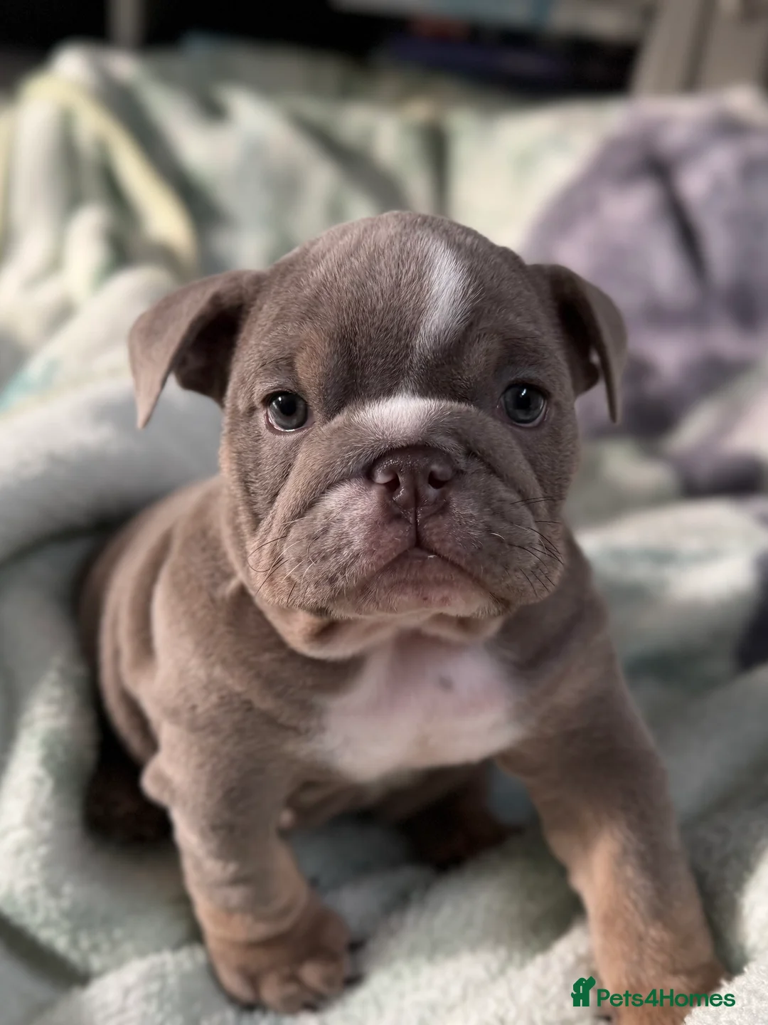 English Bulldog dogs for sale: KC registered Puppies  in Manchester - Advert 2