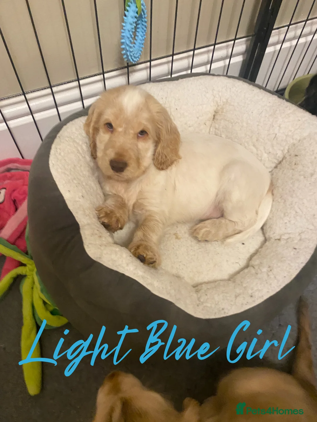 Cocker Spaniel dogs for sale: Stunning Litter of Show Cocker Spaniels  - Advert 37