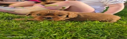 Cavalier King Charles Spaniel dogs for sale: 2 handsome boys left - Advert 4
