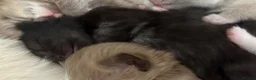 Mixed Breed cats for sale: Siamese/domestic shorthair kittens - Advert 6