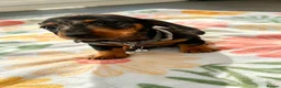 Dachshund dogs for sale: Litter of 5 stunning dachshund pups - Advert 17
