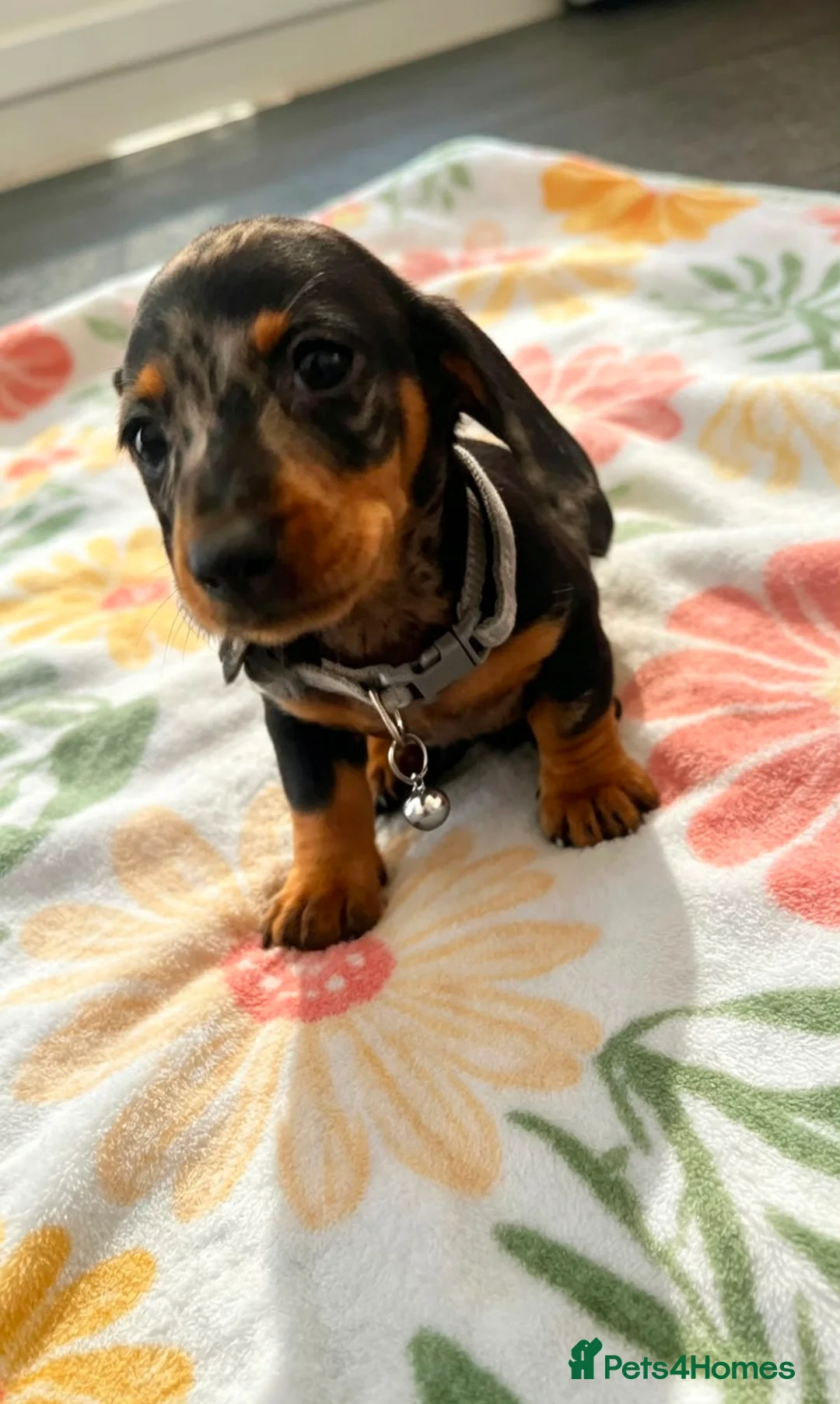 Dachshund dogs for sale: Litter of 5 stunning dachshund pups - Advert 17