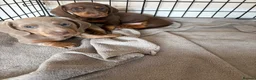 Miniature Dachshund dogs for sale: 🌸 SHOW QUALITY MINIATURE DACHSHUNDS 🌸 - Advert 2