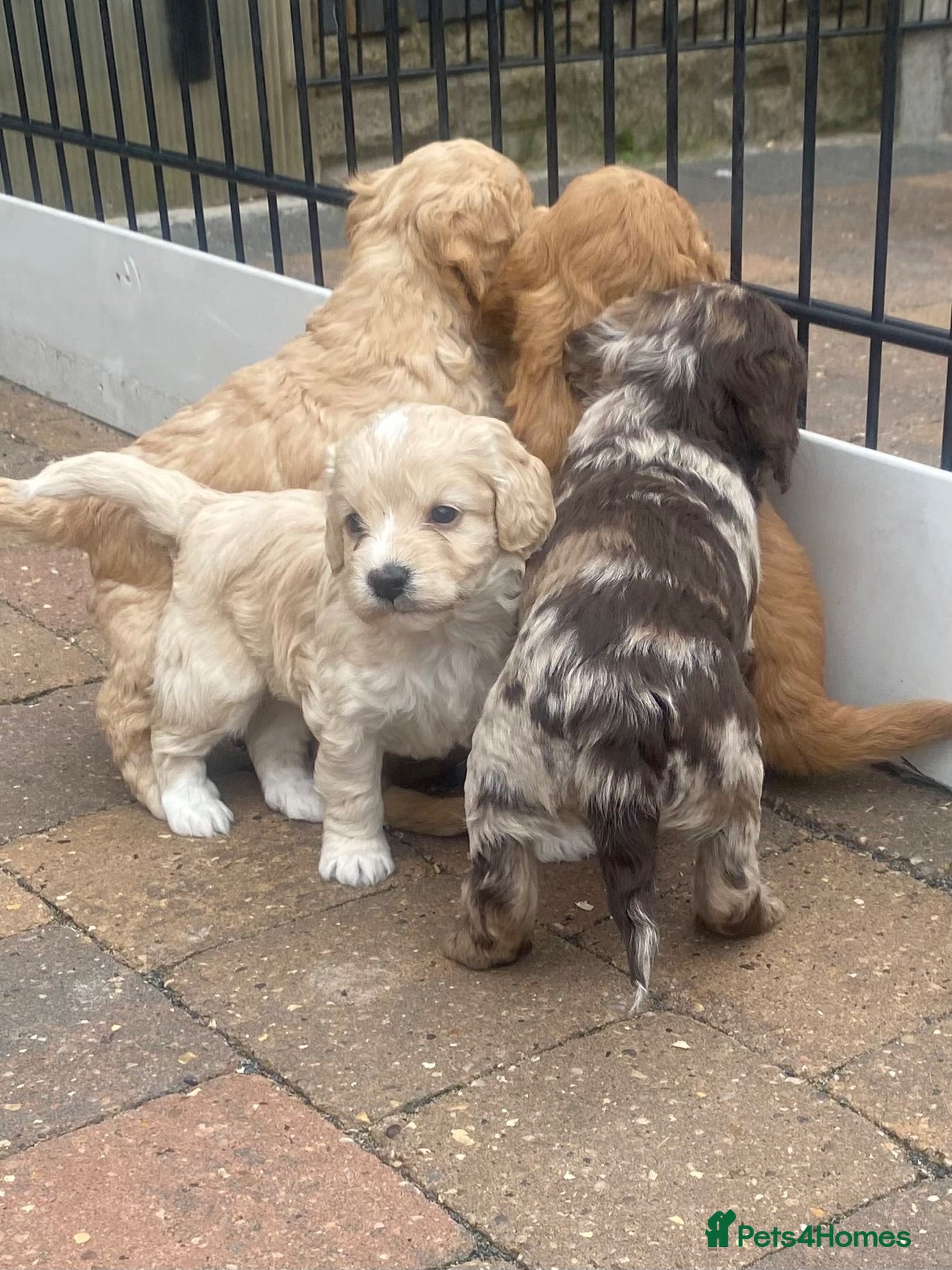 Cockapoo dogs Cockapoo puppies  - Advert 2