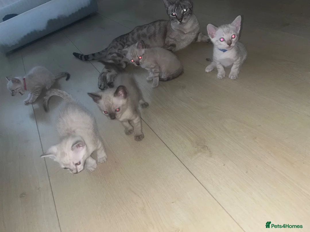 Bengal cats for sale: Stunning Snow Bengal Kittens For Sale - Advert 13